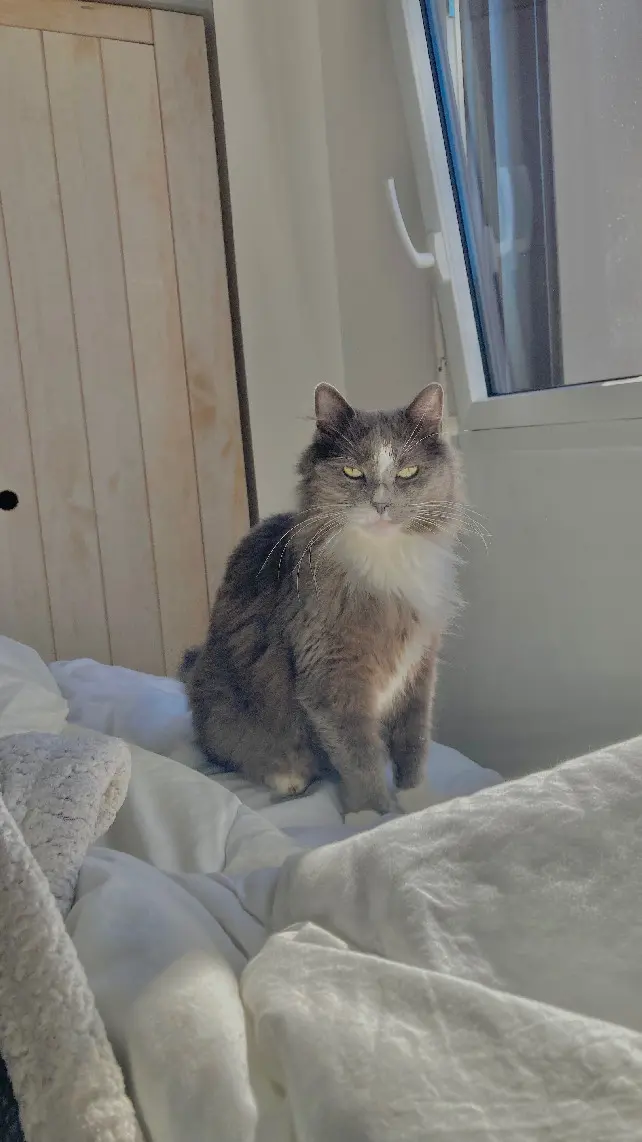 Chat Perdu 56 Morbihan Chat Perdu 56 Morbihan