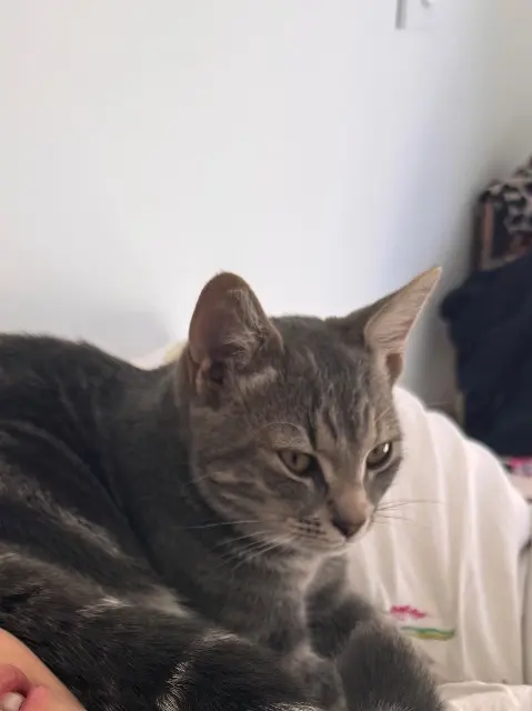 chat perdu 56870 Larmor-Baden Goan chat lost 56870 Larmor-Baden Goan