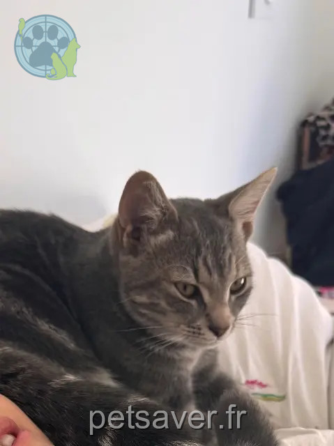 gatto perso 56870 Larmor-Baden Goan gatto lost 56870 Larmor-Baden Goan