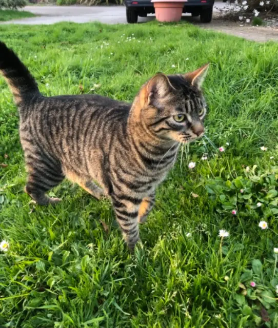 chat lost   56390 Grand-Champ Goudale