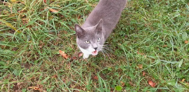 chat lost   56200 Saint-Martin-sur-Oust Gribouille