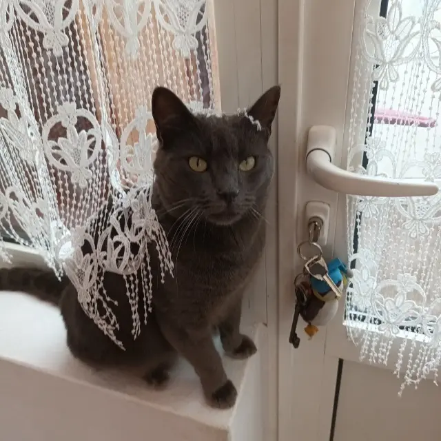 chat lost   56760 Pénestin Gribouille