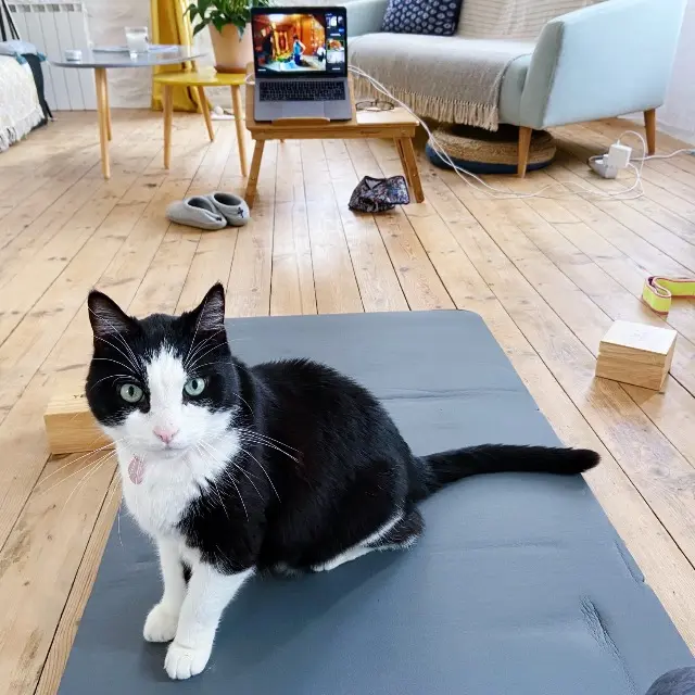 chat lost   56000 Vannes Gribouille