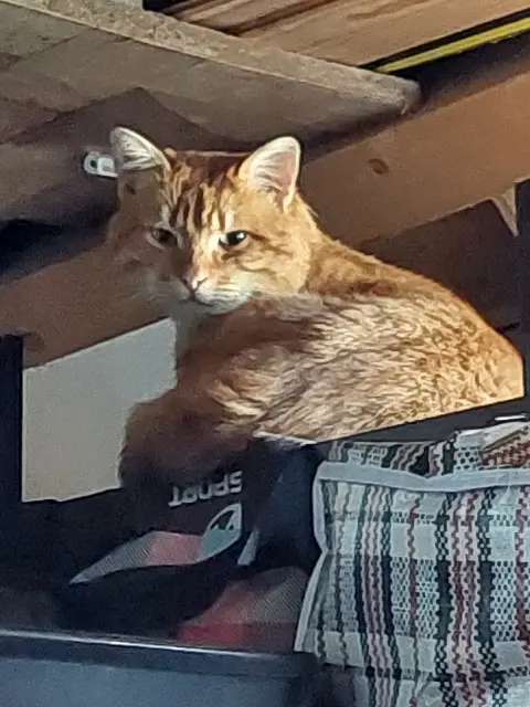 chat lost   56880 Ploeren Gros Matou