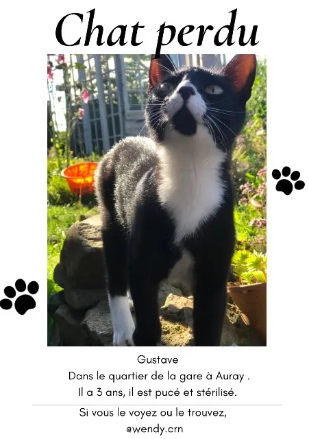 chat lost   56400 Auray Gustave