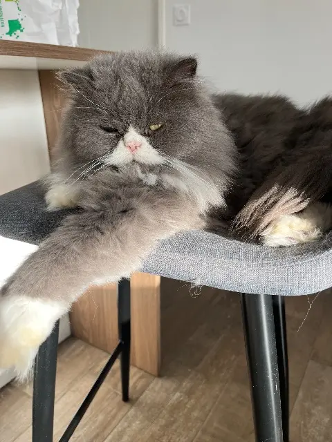 chat lost   56620 Pont-Scorff Hollywood