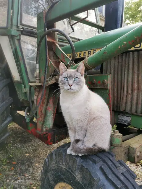 chat lost   56250 Saint-Nolff Hophophop