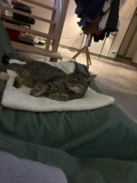 chat lost   56370 Sarzeau Isis