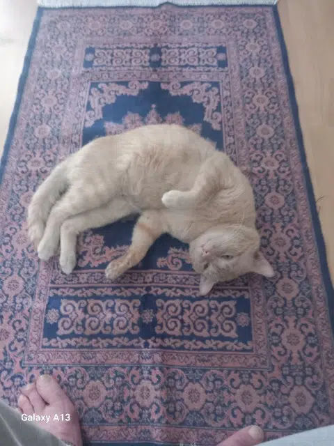 chat lost   56000 Vannes Kikou