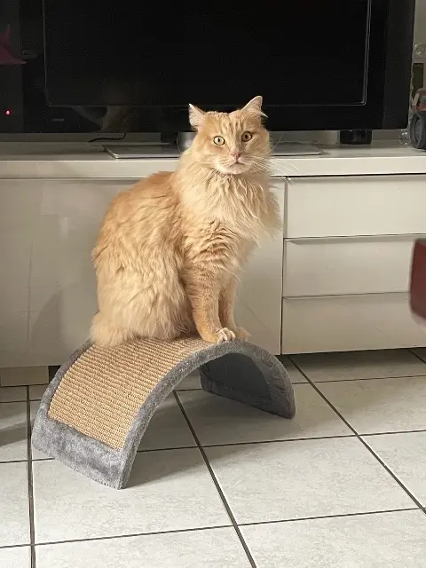 chat lost   56890 Saint-Avé Kira