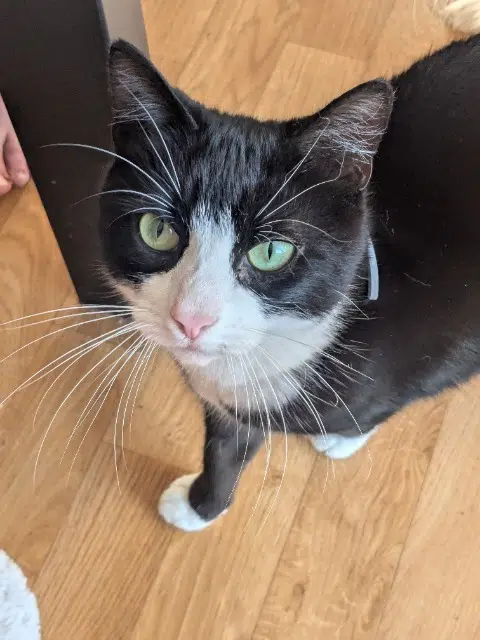 chat lost   56450 Surzur Kiri