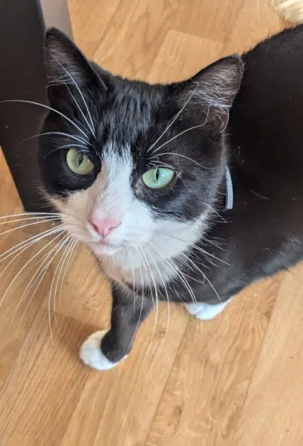 chat lost   56450 Surzur Kiri