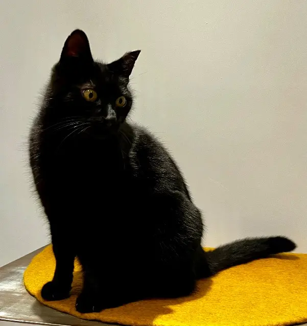 chat lost   56860 Séné koko
