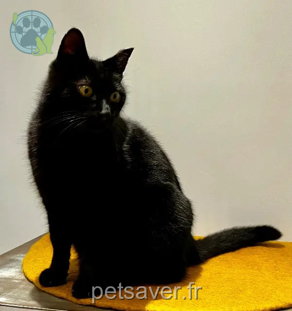 chat perdu 56860 Séné koko chat lost 56860 Séné koko
