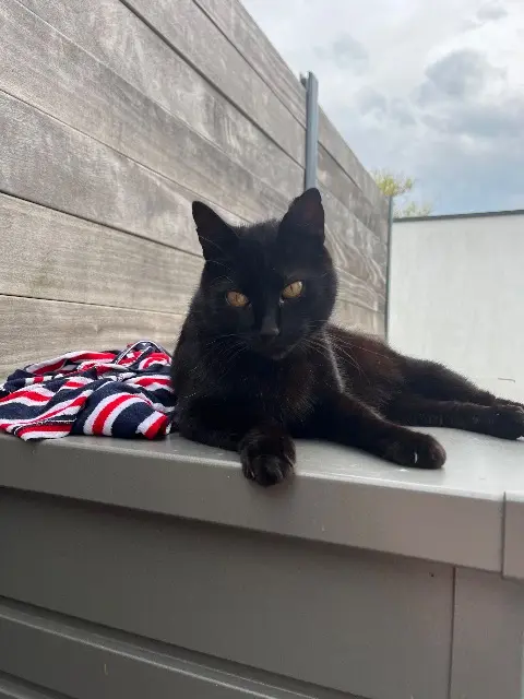 chat lost   56860 Séné Koko