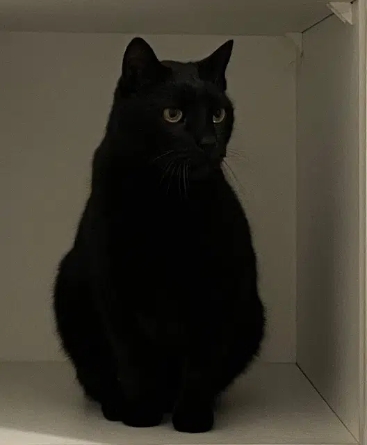 chat lost   56400 Auray Krumpli