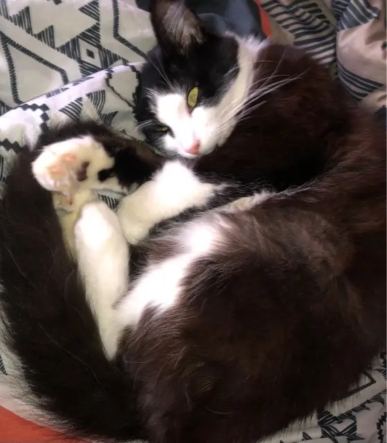 chat lost   56600 Lanester Leon