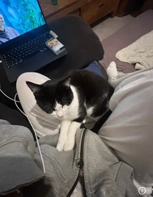 chat lost   56890 Saint-Avé Loki