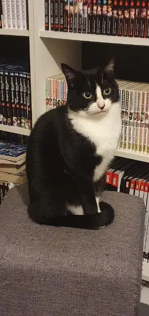 gatto perso 56230 Questembert Loki gatto lost 56230 Questembert Loki