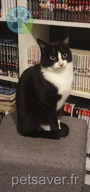 chat perdu 56230 Questembert Loki chat lost 56230 Questembert Loki