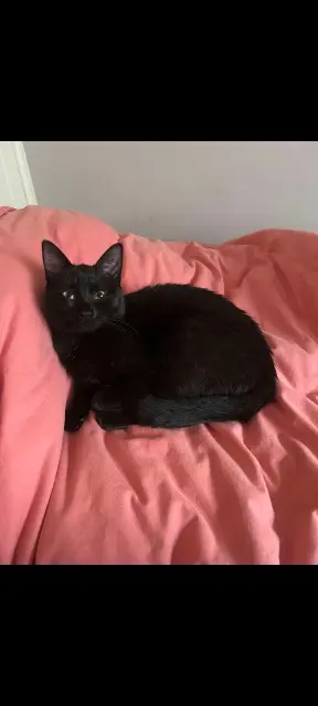 chat lost   56230 Questembert Loky