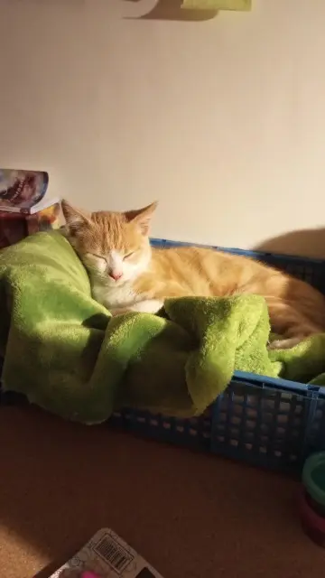 chat lost   56890 Saint-Avé Loukoum