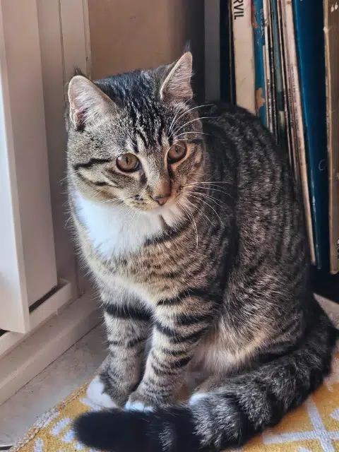 chat lost   56700 Hennebont Lucky