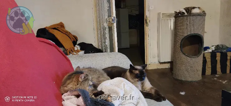 Chat Perdu 56 Morbihan - Lutèce Chat Perdu 56 Morbihan - Lutèce
