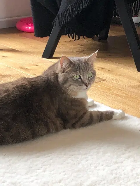 chat lost   56570 Locmiquélic Léon