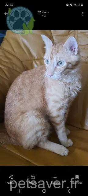 gatto lost 56950 Crac'h Maaron
