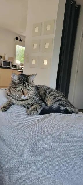 chat lost   56190 La Trinité-Surzur Malo