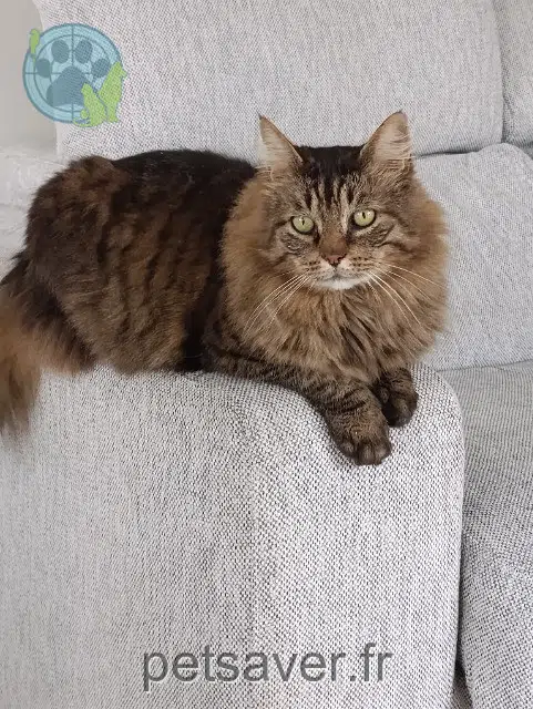 kater lost   56690 Landaul Marcel