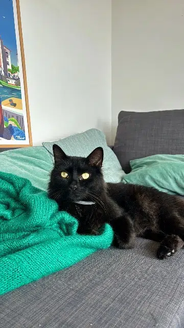 chat lost   56270 Plœmeur Marcel