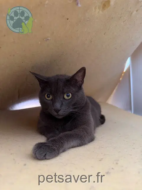 chat lost 56570 Locmiquélic Maya