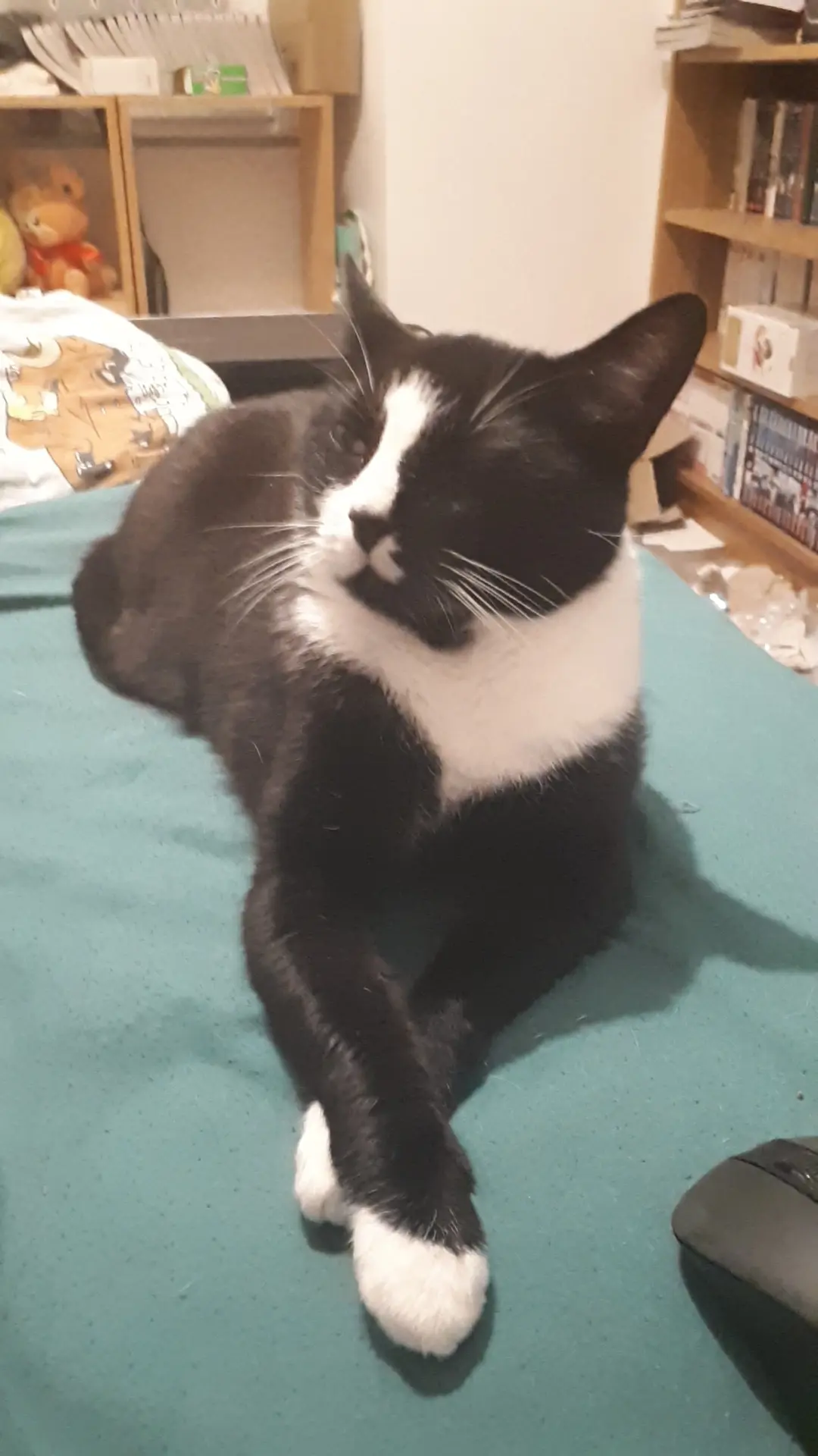 Chat Perdu 56 Morbihan - Mew Chat Perdu 56 Morbihan - Mew