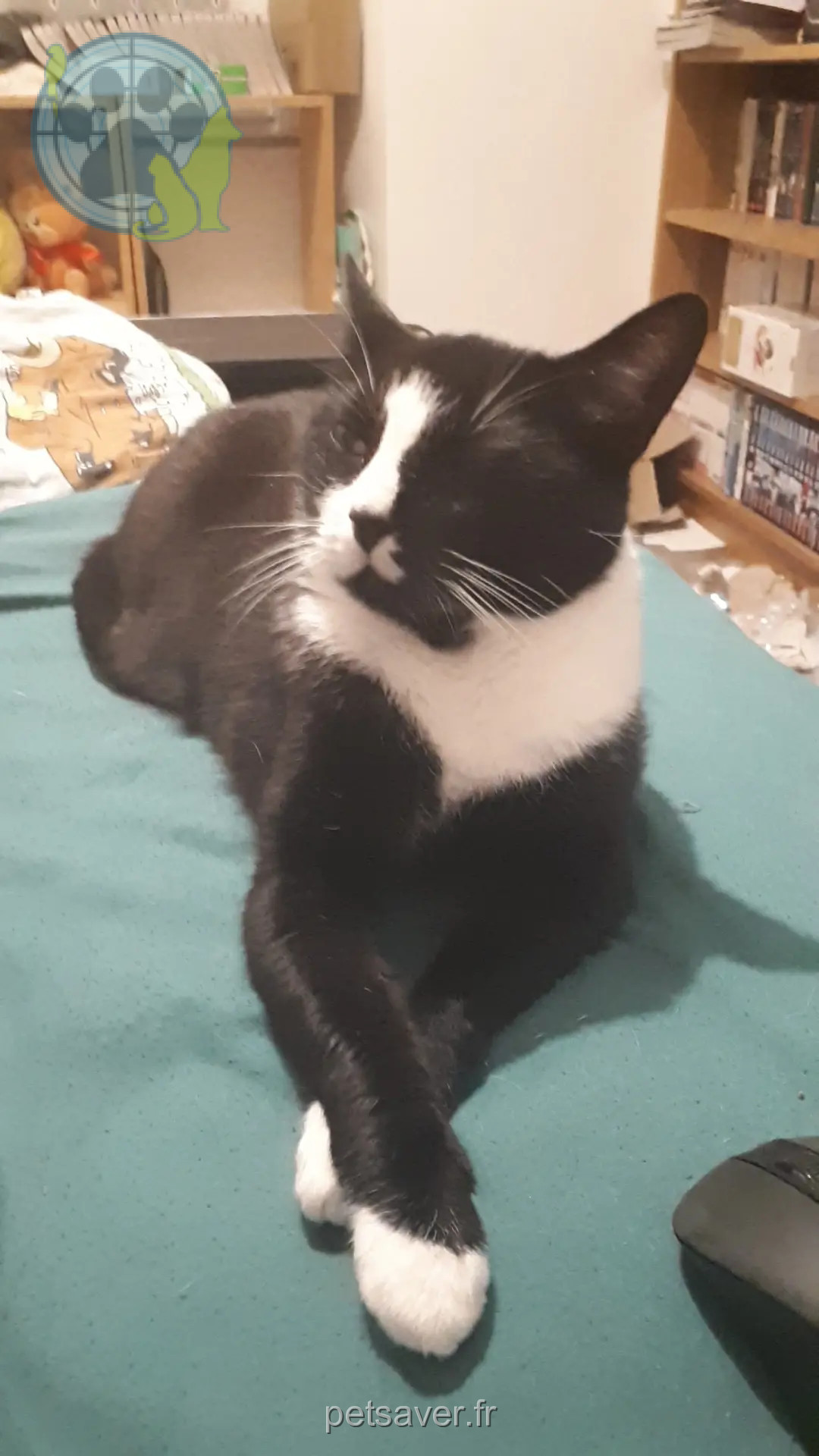 Chat Perdu 56 Morbihan - Mew Chat Perdu 56 Morbihan - Mew