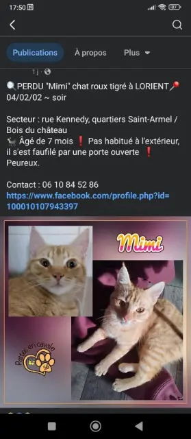 chat lost   56100 Lorient Mimi