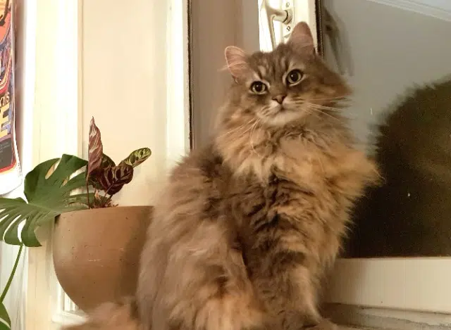 Kater vermisst 56520 Guidel Modjo Kater lost 56520 Guidel Modjo