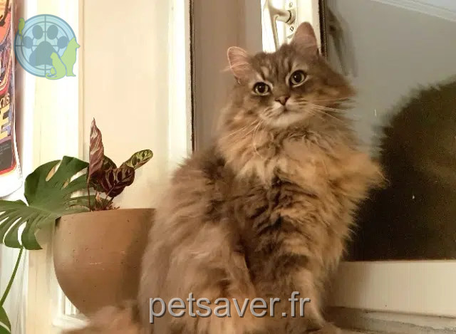 Kater vermisst 56520 Guidel Modjo Kater lost 56520 Guidel Modjo