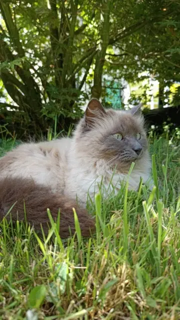 chat lost   56400 Plumergat Moogly