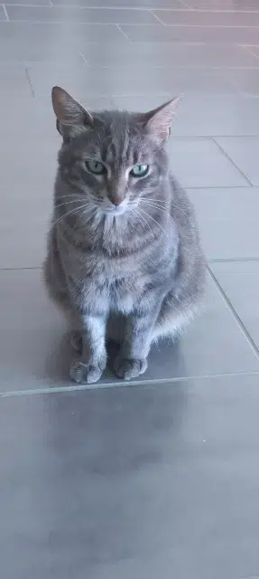 chat lost   56700 Merlevenez Nino