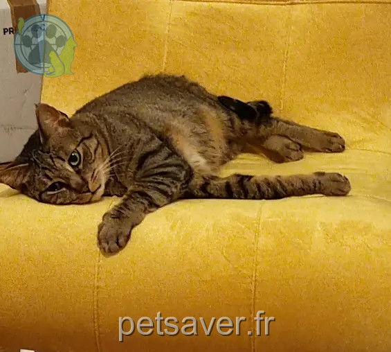 Chat Perdu 56 Morbihan - Nirvana Chat Perdu 56 Morbihan - Nirvana