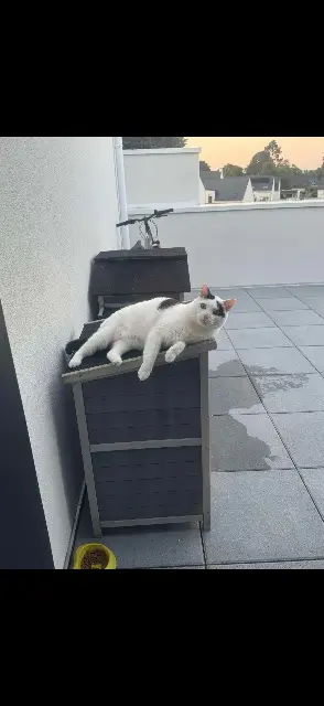 chat lost   56860 Séné Oreo