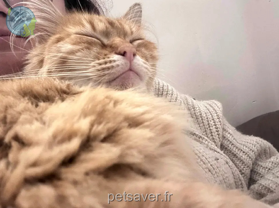 Chat Perdu 56 Morbihan - Orion Chat Perdu 56 Morbihan - Orion