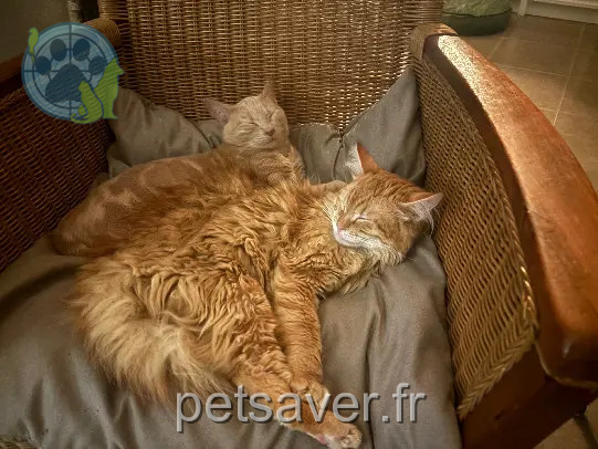 cat lost Rue du Docteur Rio 56270 Plœmeur Orion cat lost Rue du Docteur Rio 56270 Plœmeur Orion