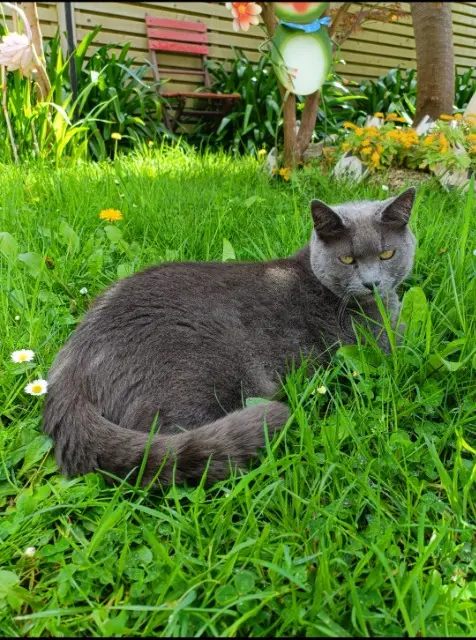 chat perdu 56270 Plœmeur Oslo chat lost 56270 Plœmeur Oslo