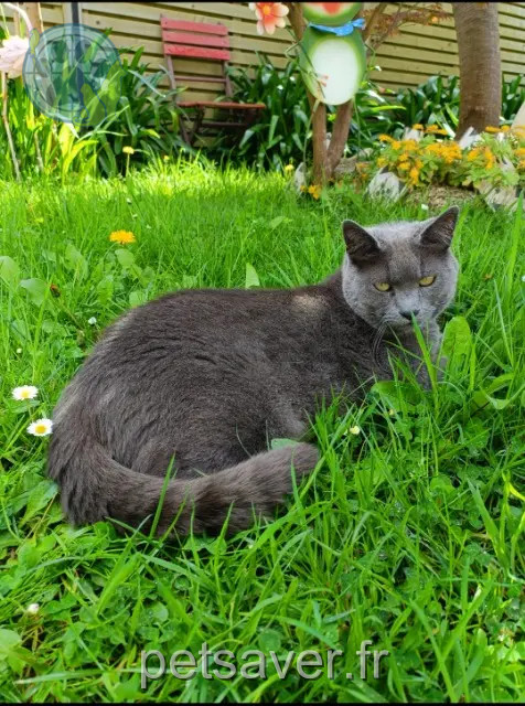 gato perdido 56270 Plœmeur Oslo gato lost 56270 Plœmeur Oslo