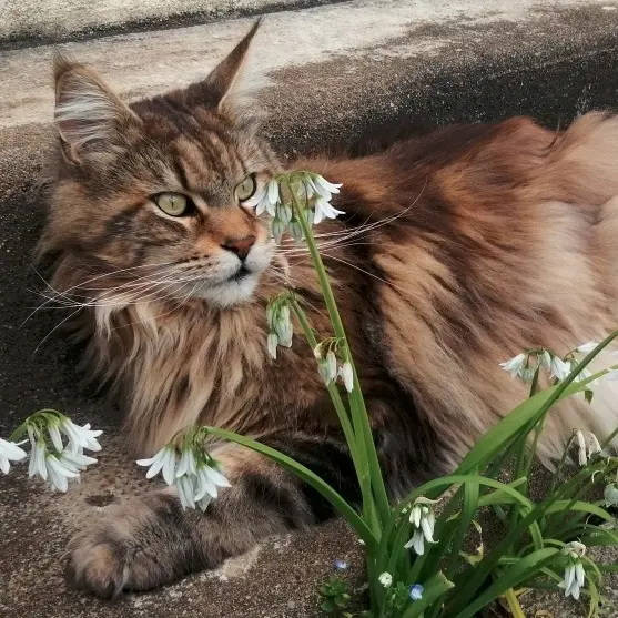 chat lost   56600 Lanester Oural