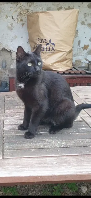 chat lost   56330 Pluvigner Phila