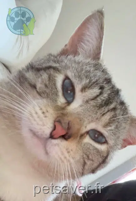 chat lost   56100 Lorient Pirate